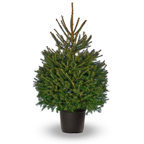 Cork Christmas Tree Rental