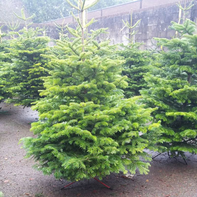 christmastree.ie tips cork