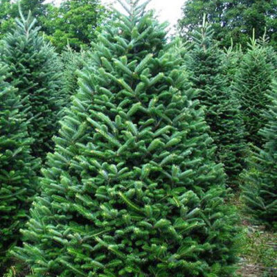 fraser fir