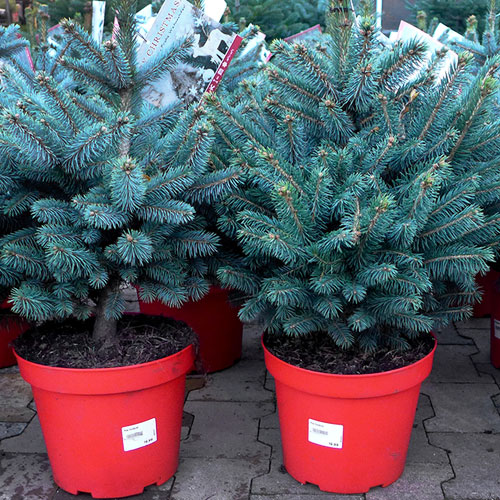 Cork Pot Grown Christmas Trees