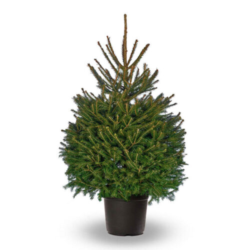 norway spruce pot grown